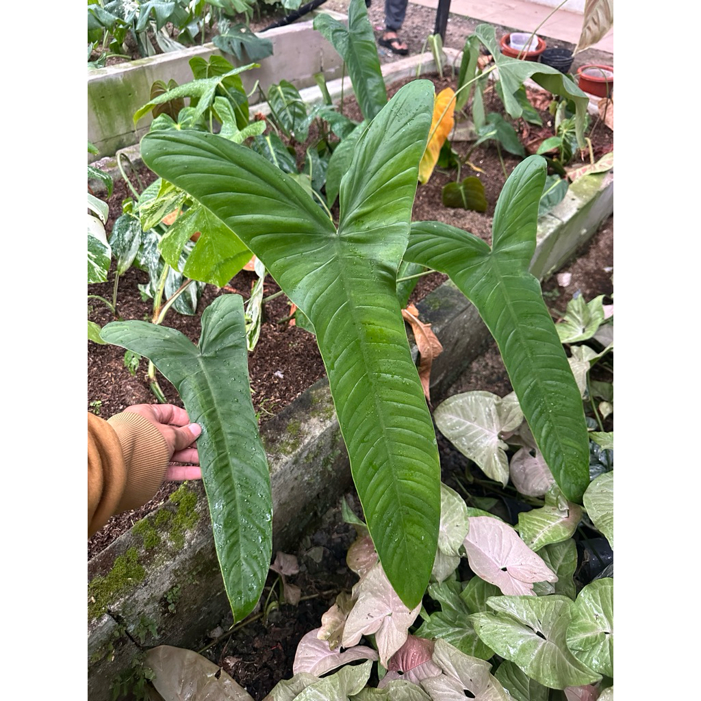 Tanaman Hias Philodendron sahroniae san antonio Equador / Philo Sahroni San Antonio Equador / Sharon