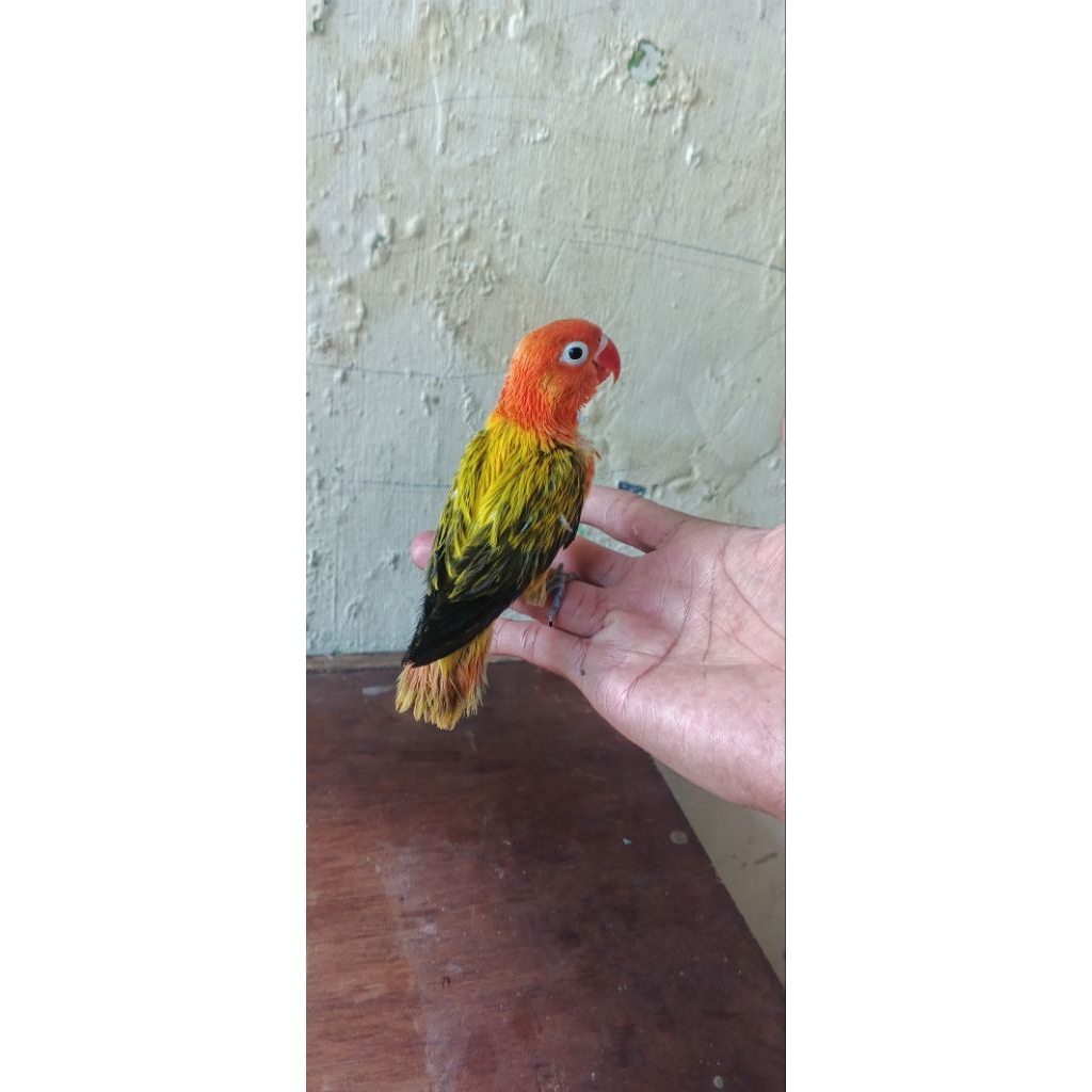 burung Lovebird biola euwing gold