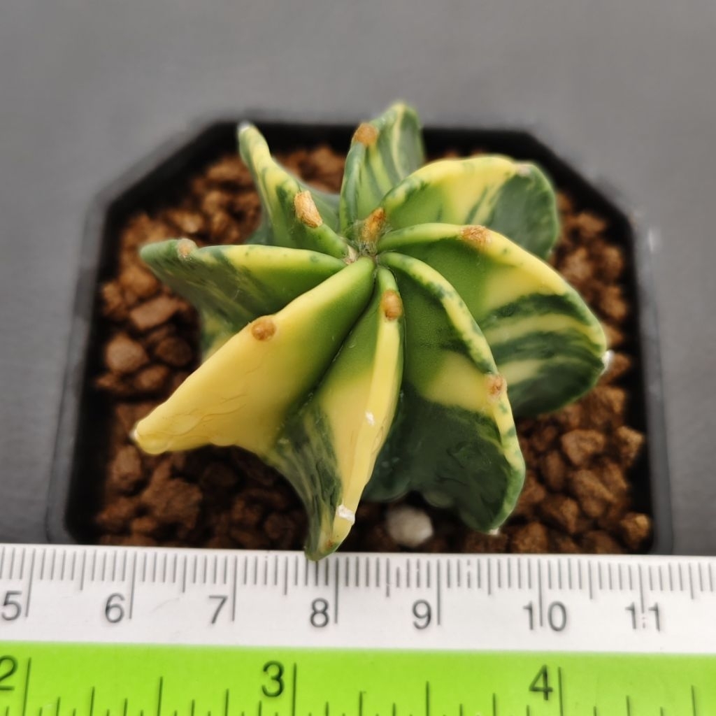 Tanaman Kaktus Astrophytum capricorne variegata