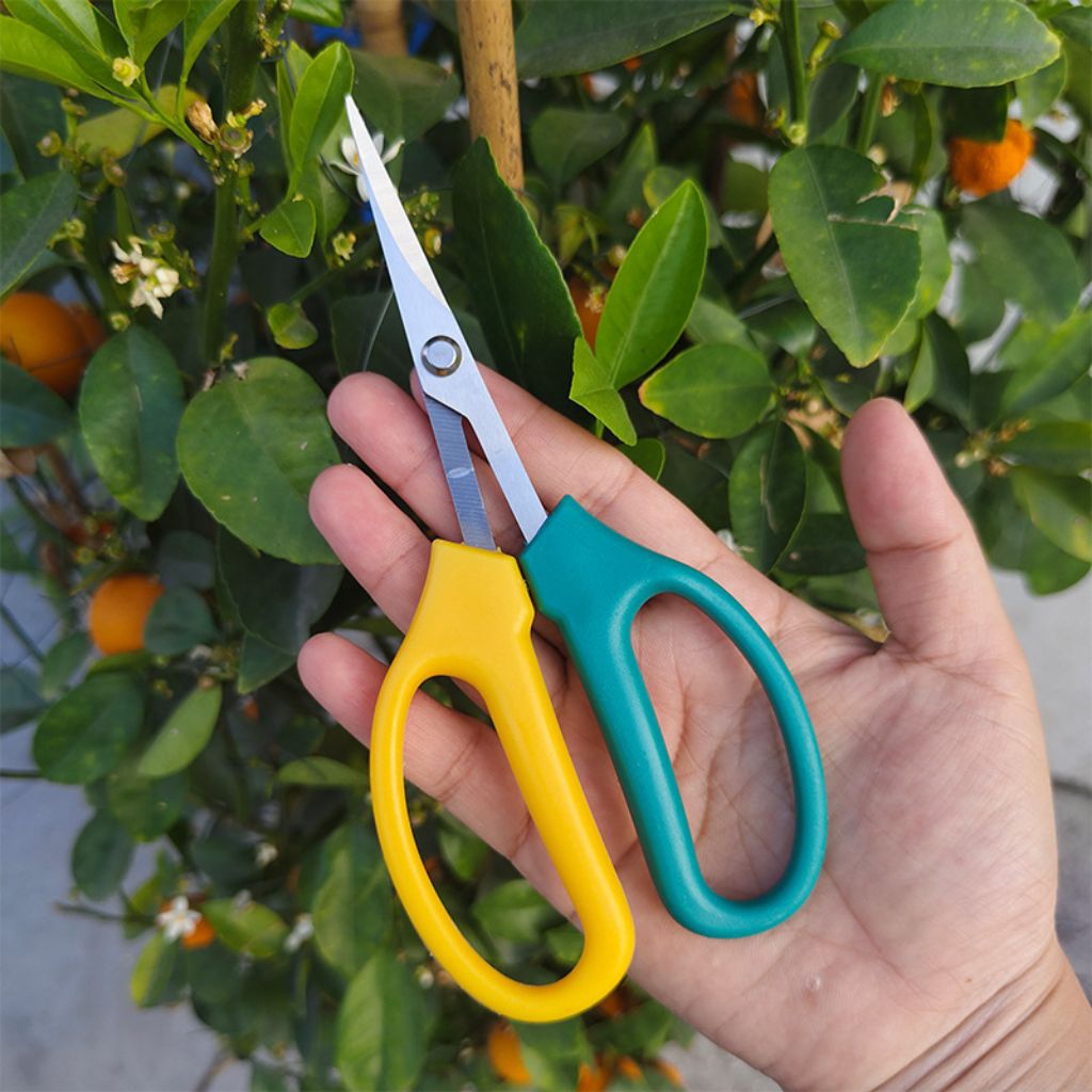 Gunting Pruning Bonsai /gunting pangkas daun