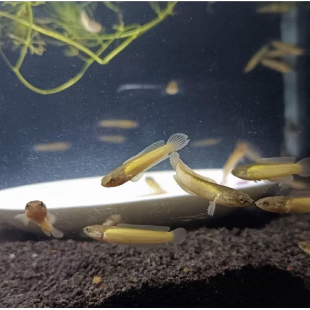 limbata golden tiger 3-6cm bahan gold, bonus pelet