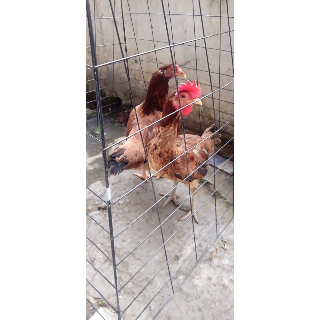 Ayam kampung calon indukan