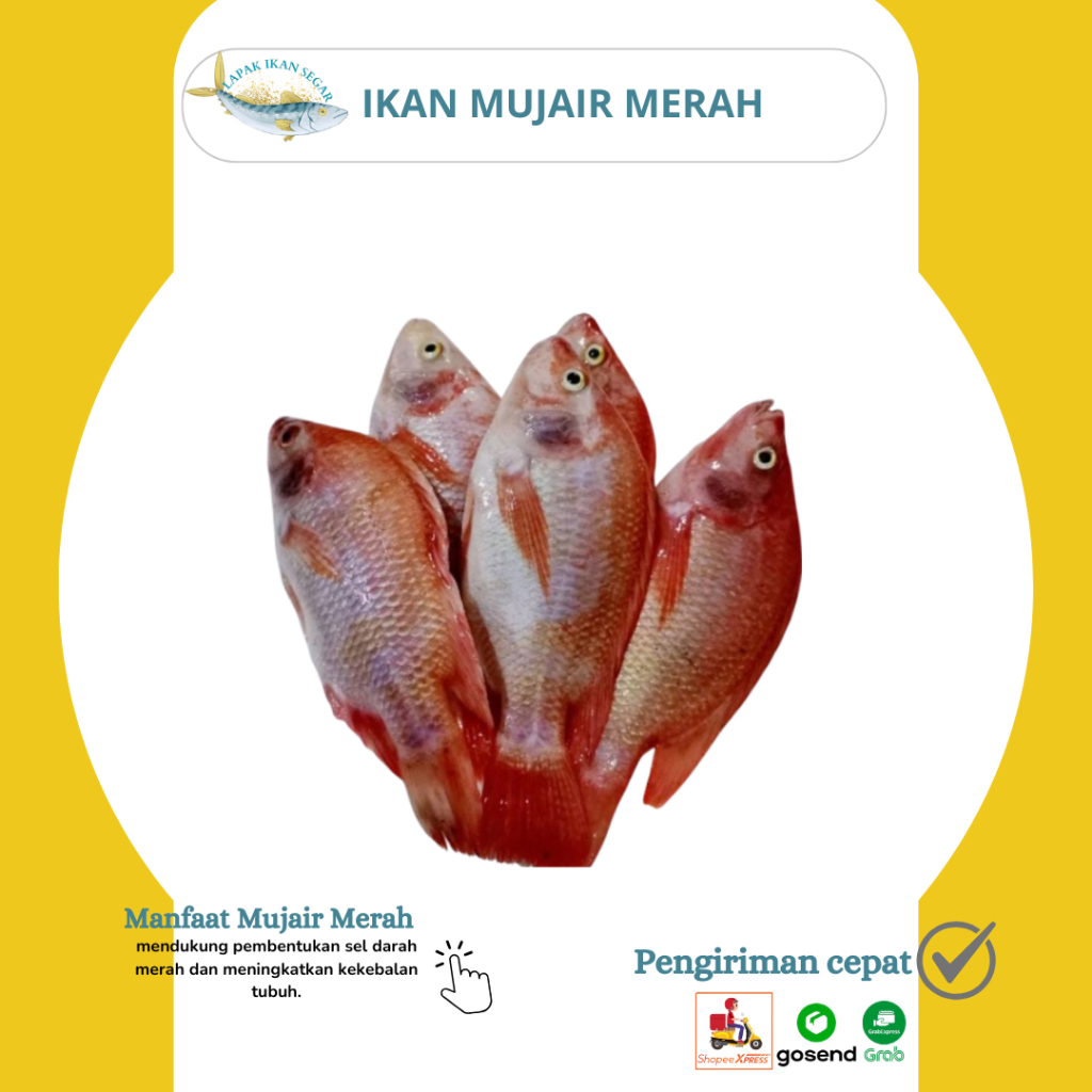 Ikan Mujair / Ikan Mujair Merah Segar 1KG