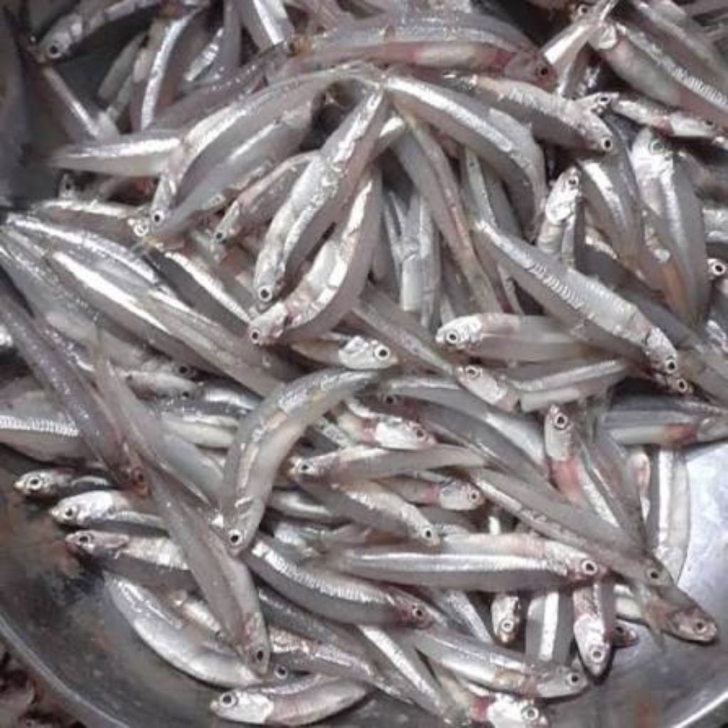 Ikan Teri Basah