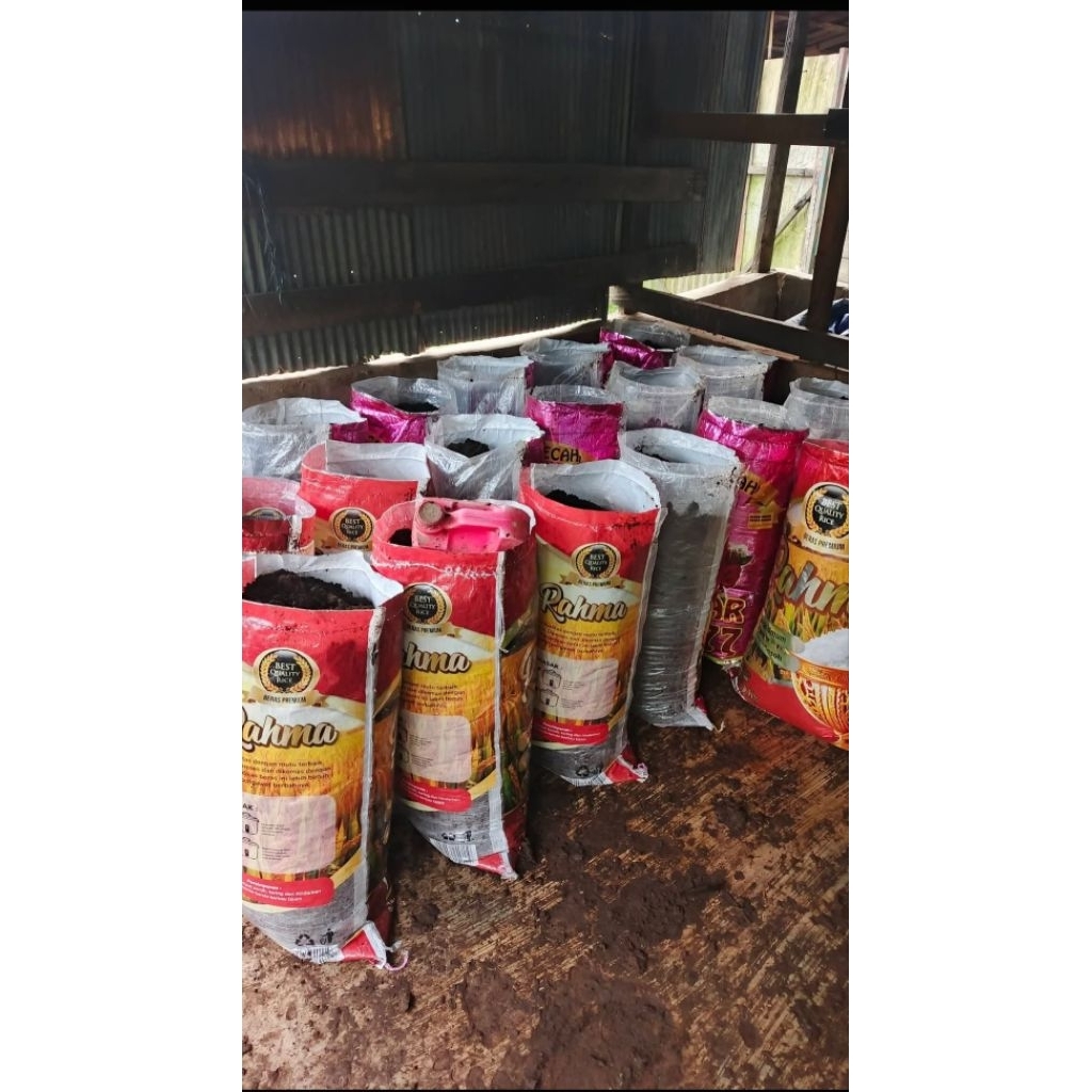 pupuk kotoran asli dari sapi