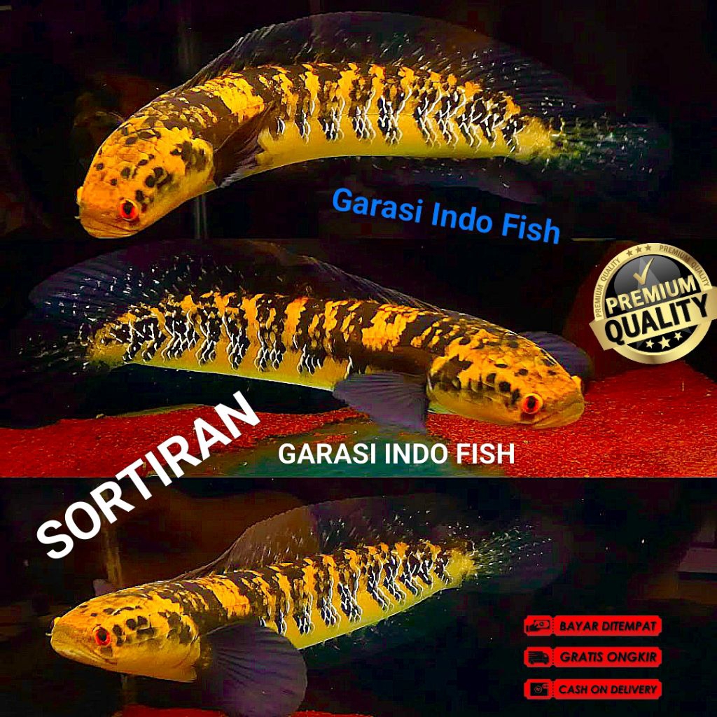 Channa Maru Ys Size 8-10Cm Batik,Channa Maru Ys Batik 14-16Cm,Channa Maru Yellow Sentarum Sortiran