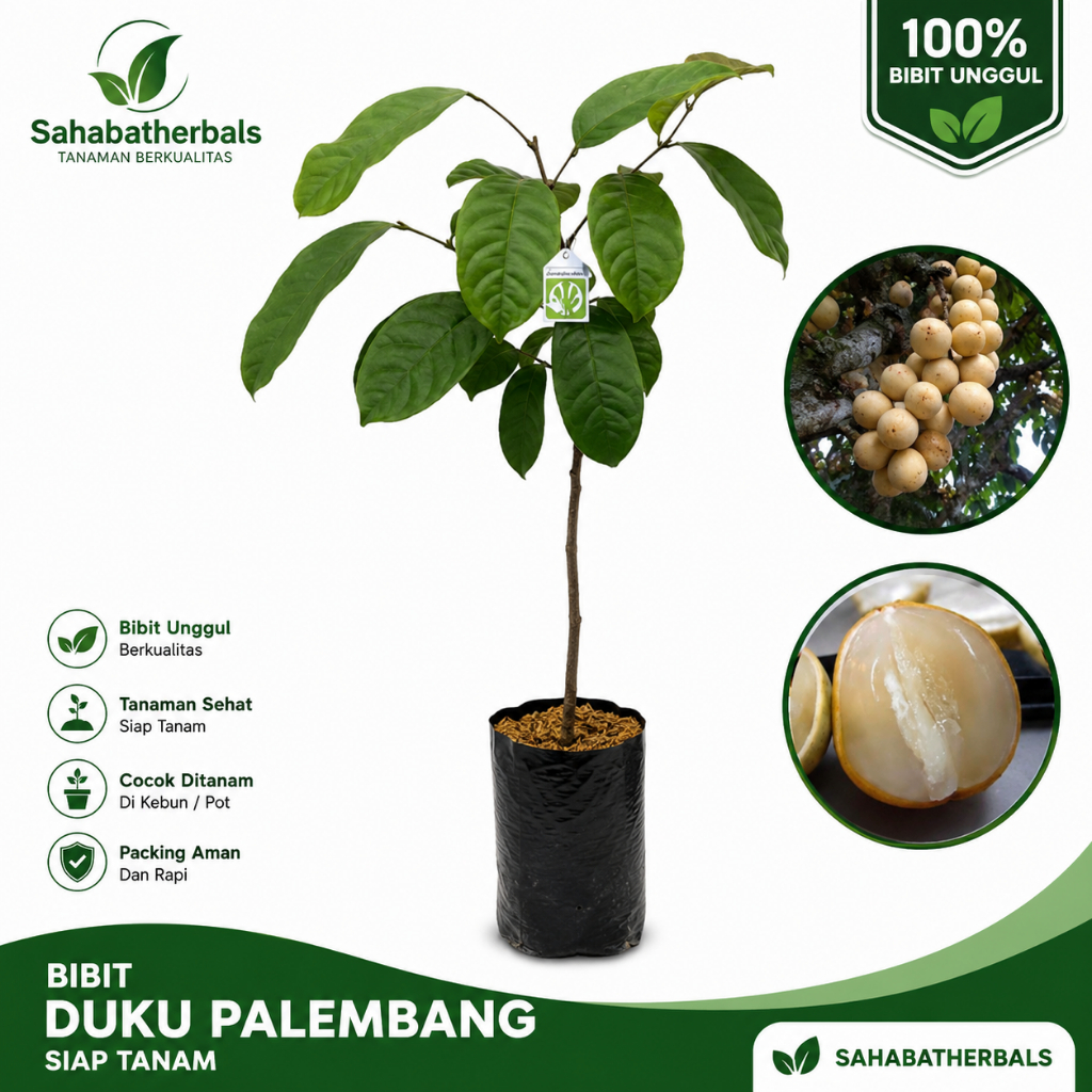 Bibit Duku Palembang Unggul Siap Tanam Duku Komering Asli Cepat Berbuah Tanaman Buah Dalam Pot Tabul