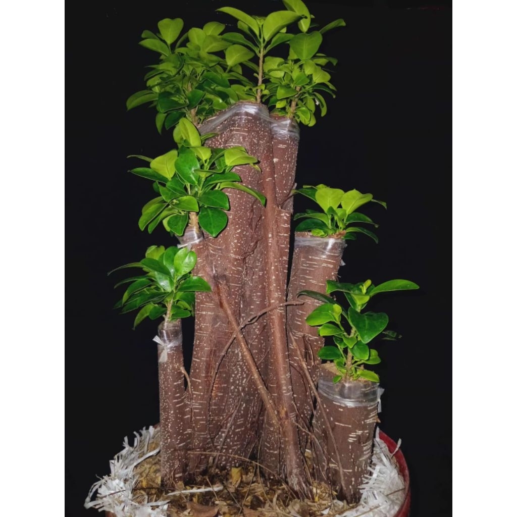 Bonsai ficus Compacta (okulasi), real pict