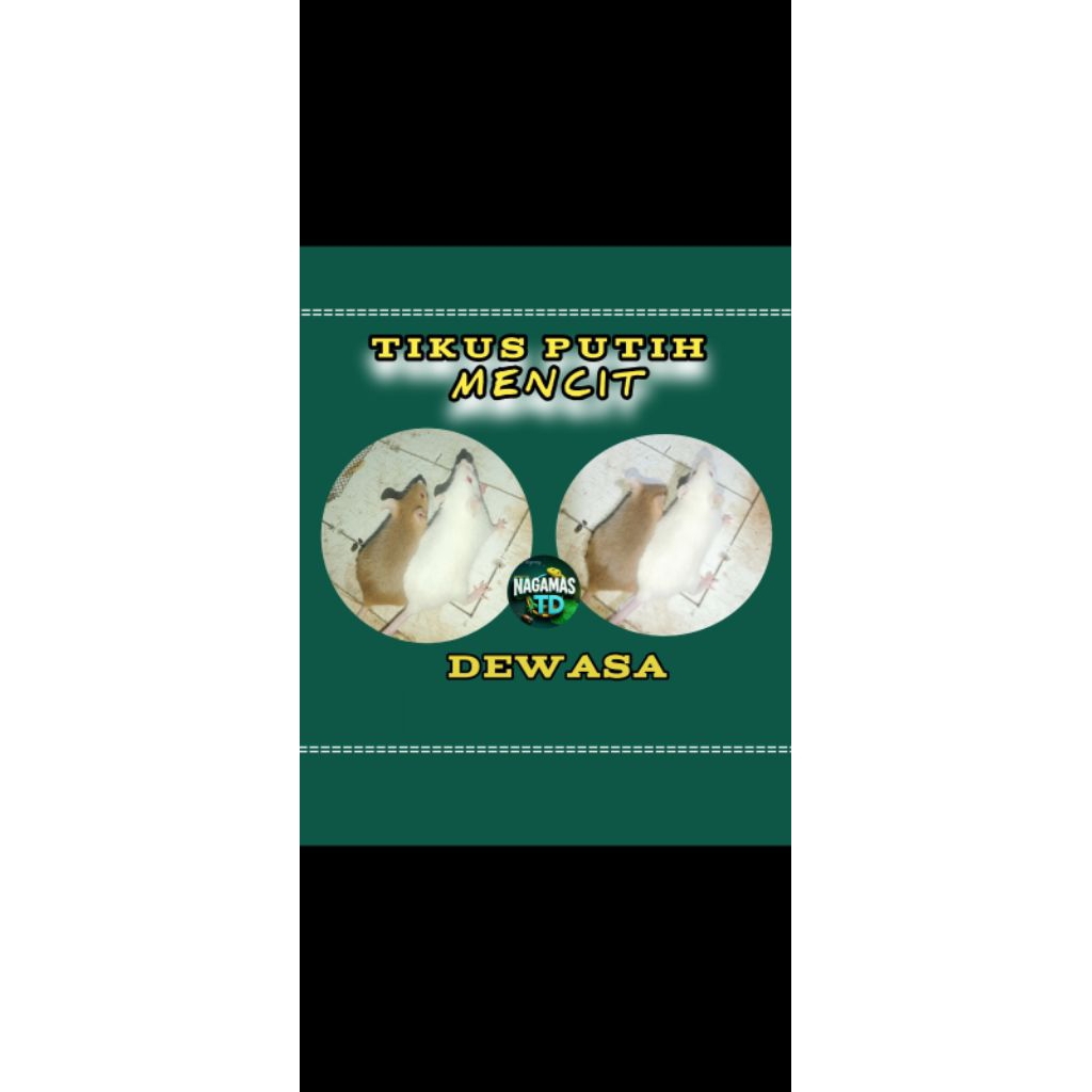 Tikus Mencit Putih Ukuran DEWASA