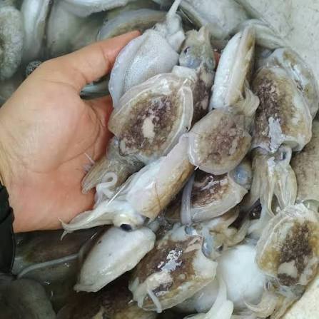 Cumi Sontong / Sotong Segar 500 Gram