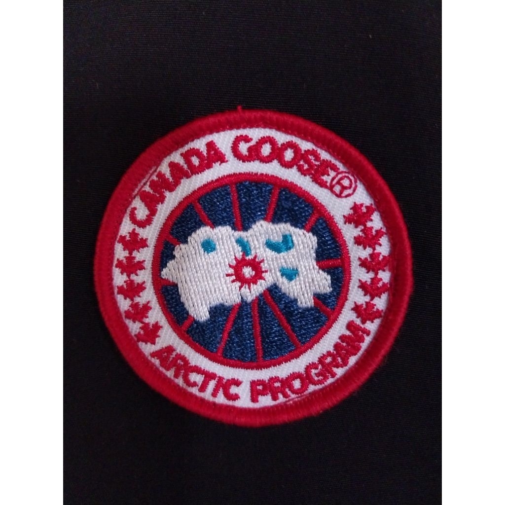 canada goose remaja