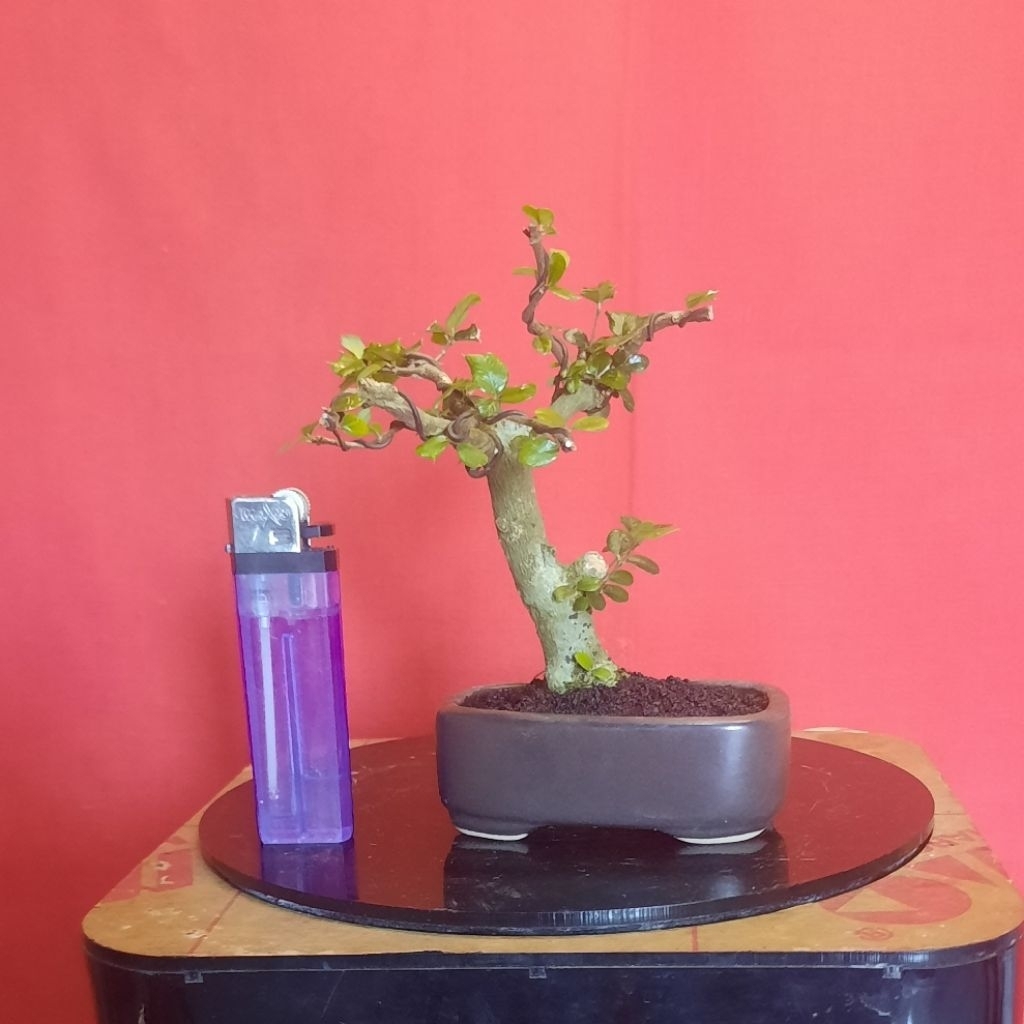 bonsai mirten duri realpict