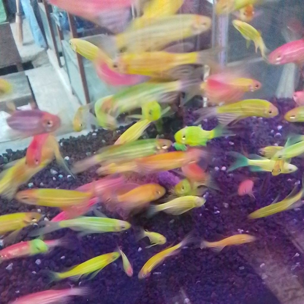 danio slayer