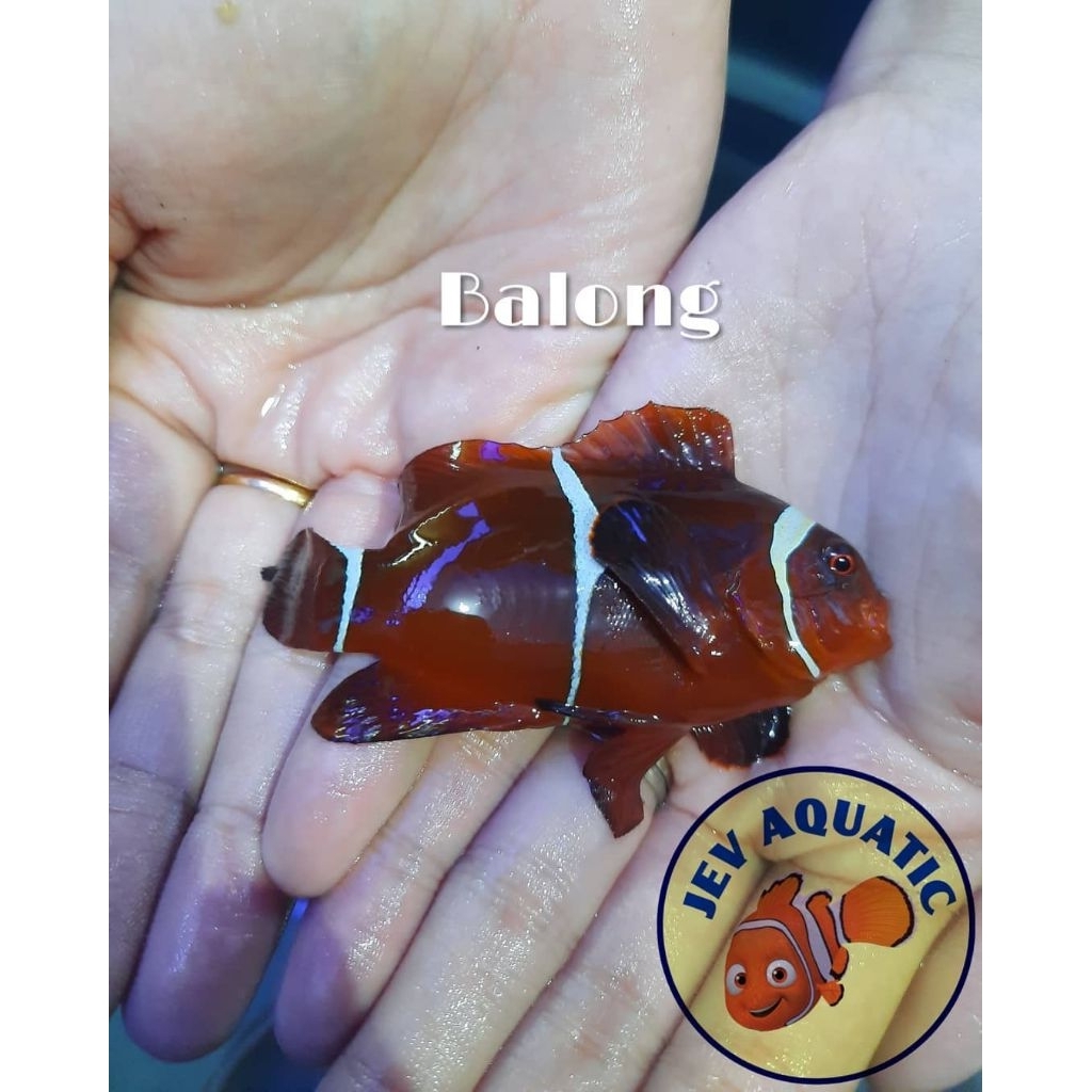 Ikan Balong / Maroon Clownfish