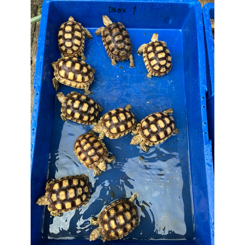 pelet sulcata size 10-11cm