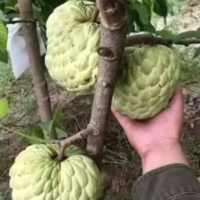 bibit buah srikaya jumbo cepat berbuah