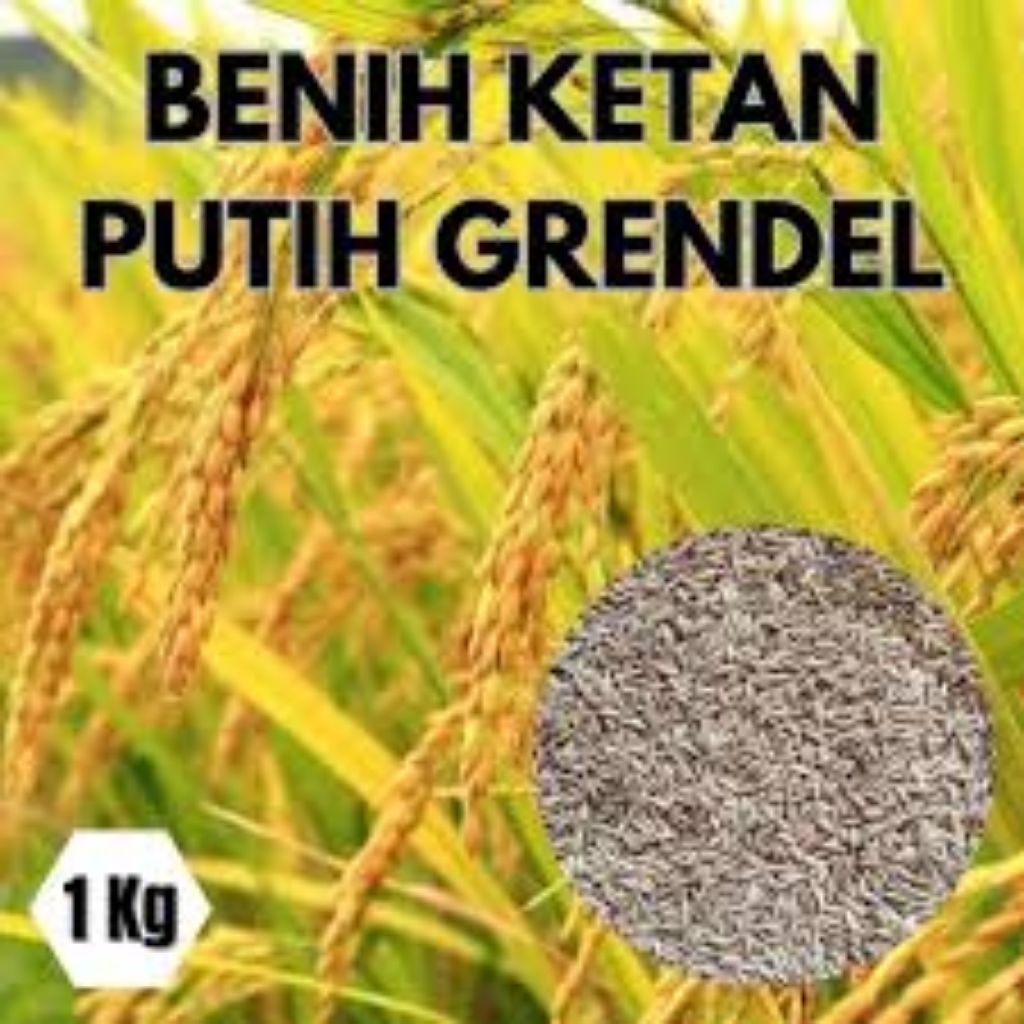 Benih Padi Ketan Putih Grendel unggul 1 KG