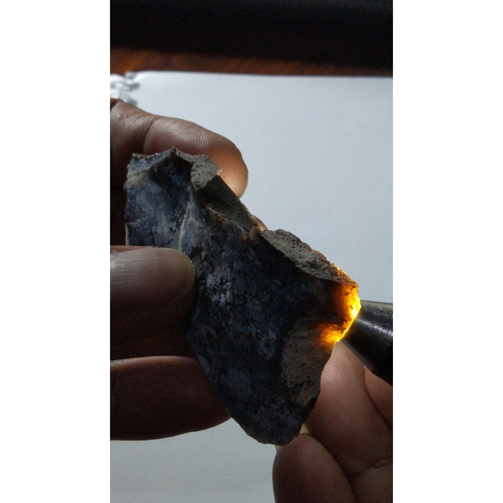 Bacan Doko Coklat Merah Super Murah