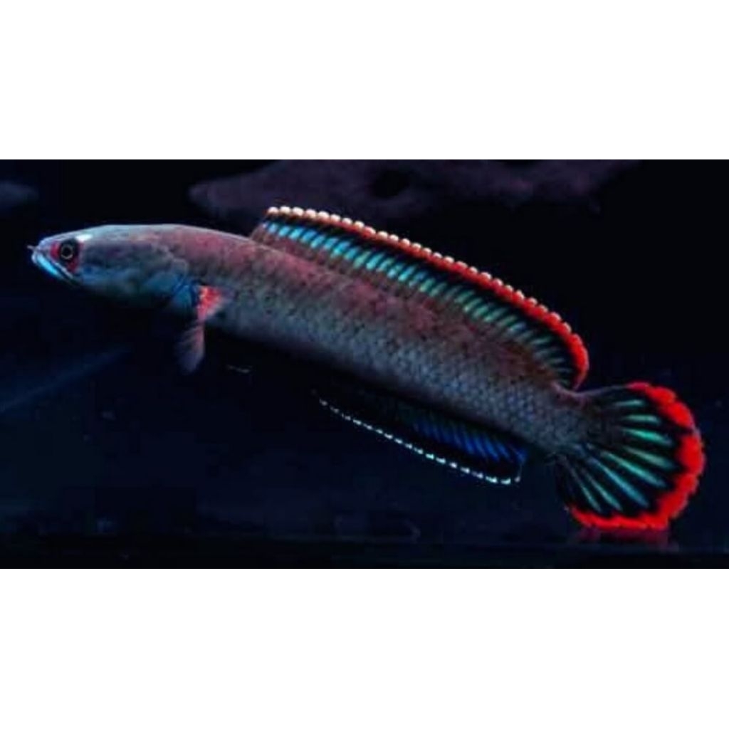 channa limbata lawu 14 cm grade A++ progrressan