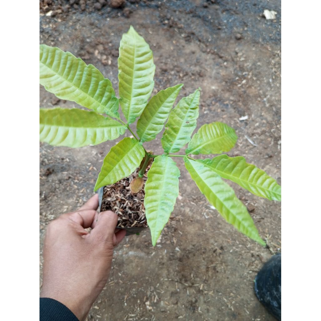 Matoa/Tanaman matoa/tanaman buah matoa