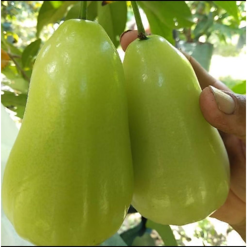 BIBIT JAMBU GREN GIAND SUPER MANIS ASLI STEK/OKULASI