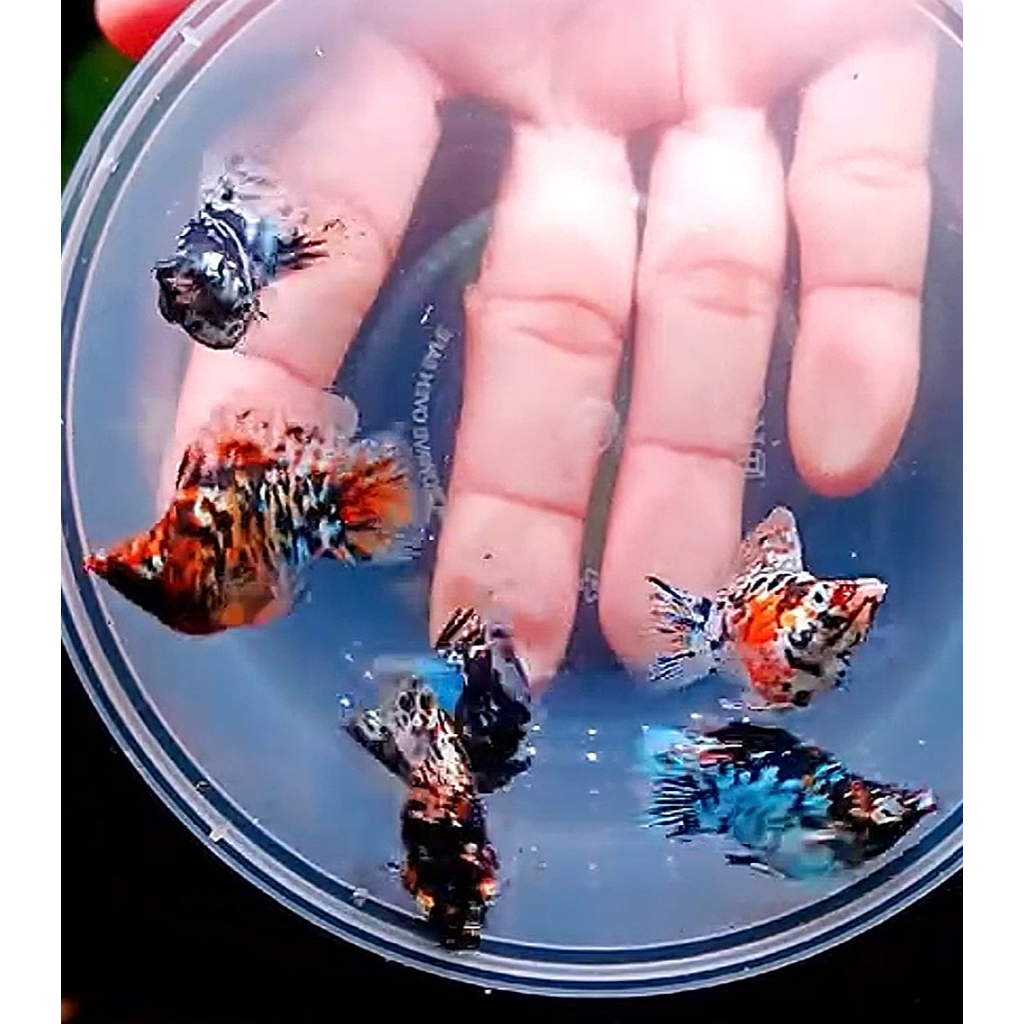 ikan molly calico