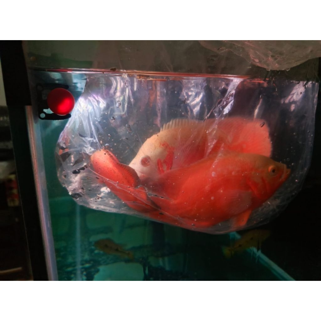 ikan Oscar jumboan 6 jari (jumbo jantan) real pick| khusus instant prioritas