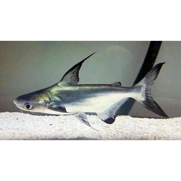 Ikan Hias Genghis Khan Size 7-8 cm / Ikan Hias Predator Gengiskan