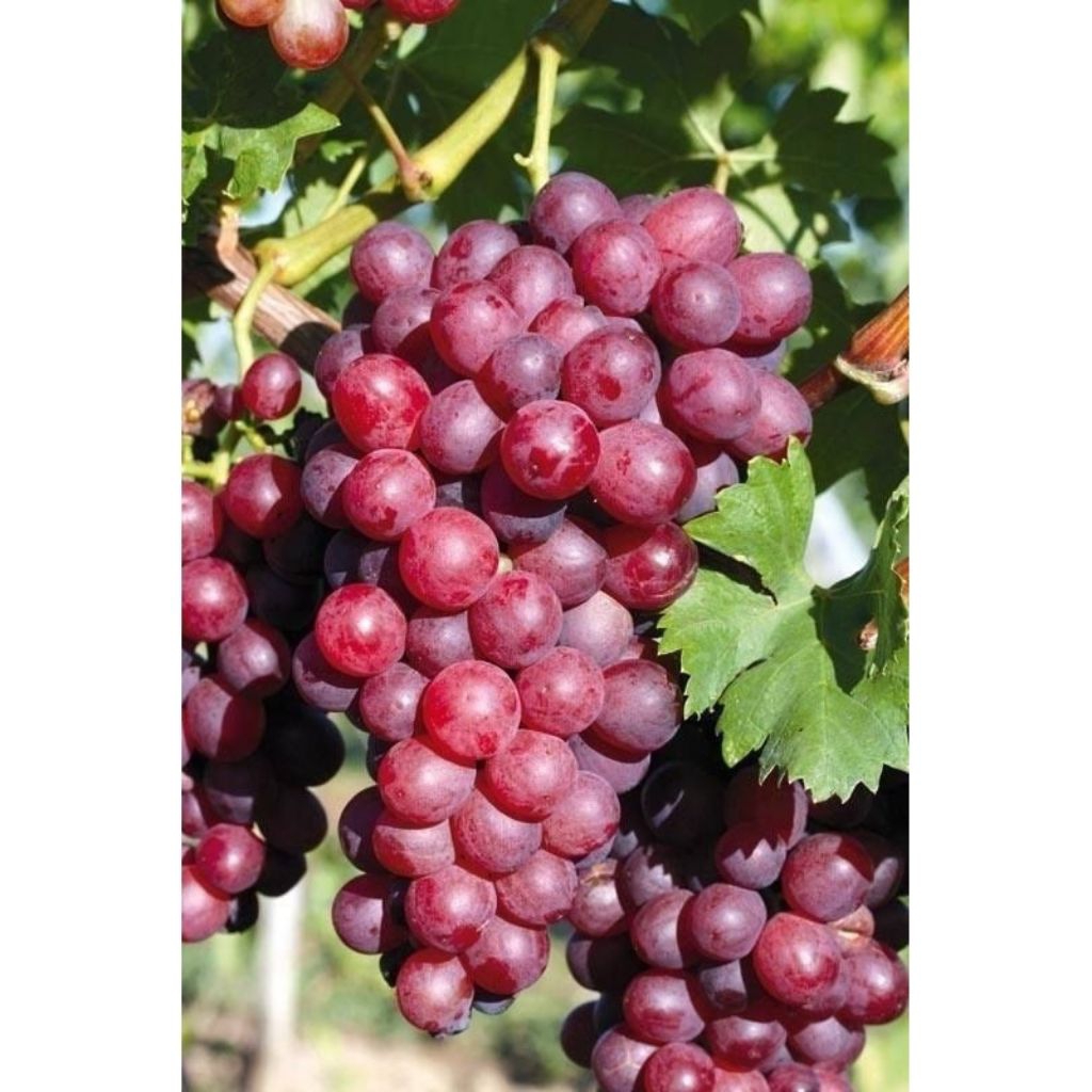 (ASLI) bibit pohon anggur red master - pohon anggur red master - bibit anggur red master ORI