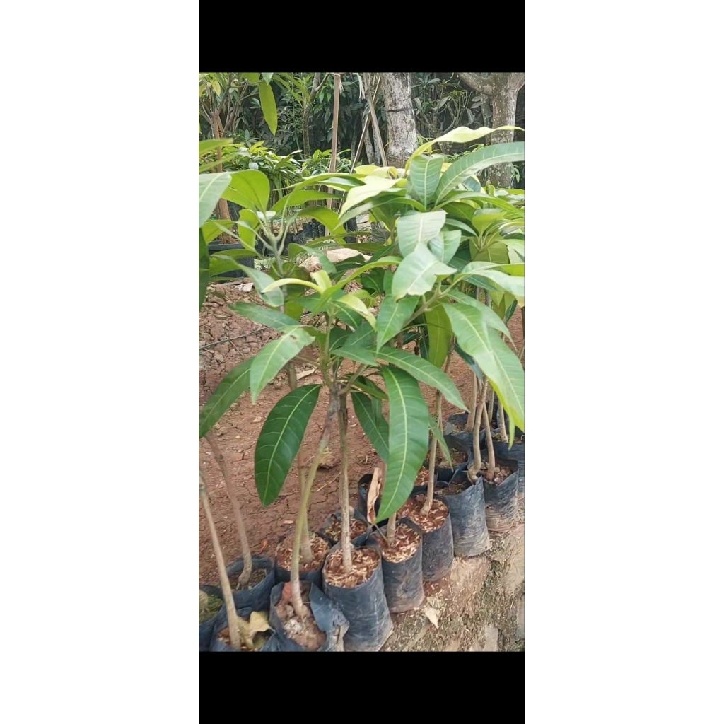 MANGGA YUWEN 6