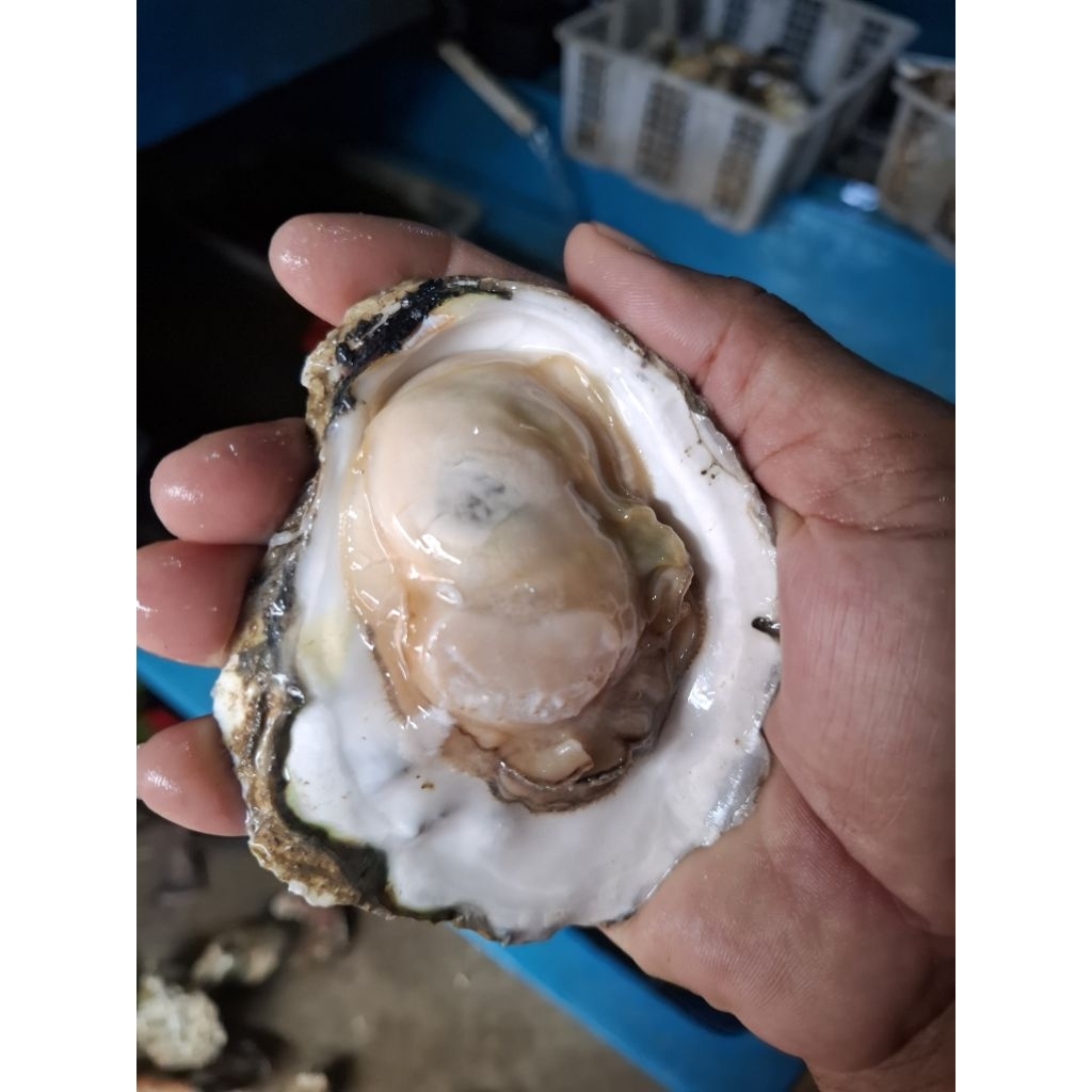 kerang tiram oyster pasific fresh hidup