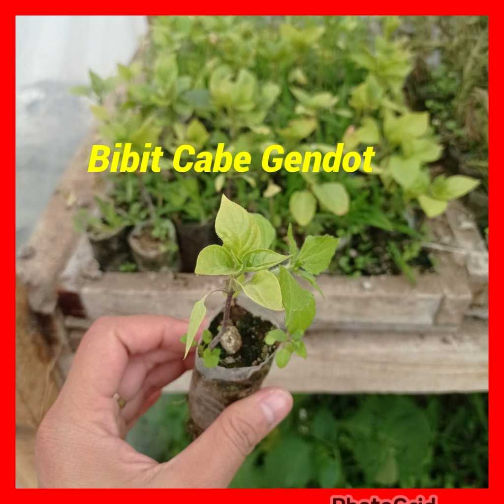 Bibit Cabe Gendot Tanaman Cabe dalam Pot