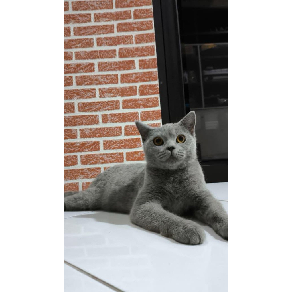 Siap Adopt Kucing BSH