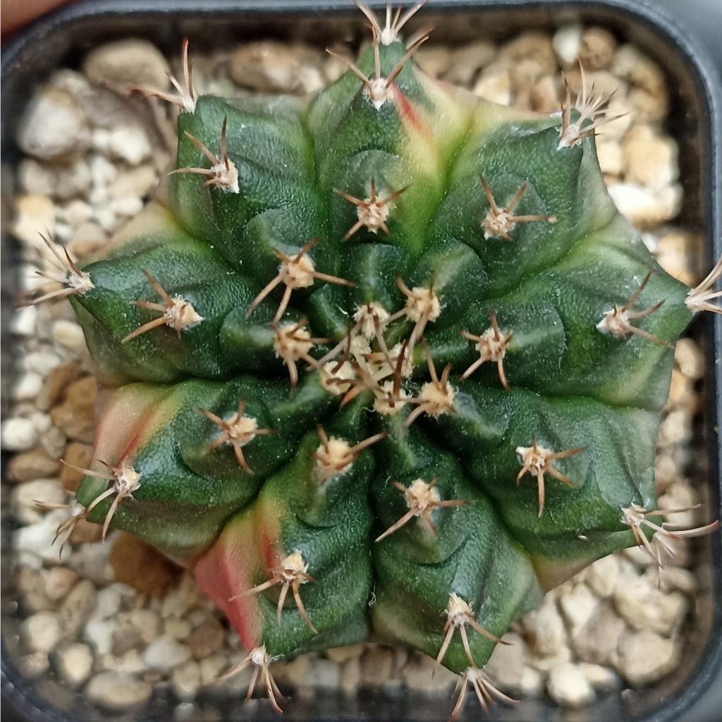 Gymnocalycium Aurora