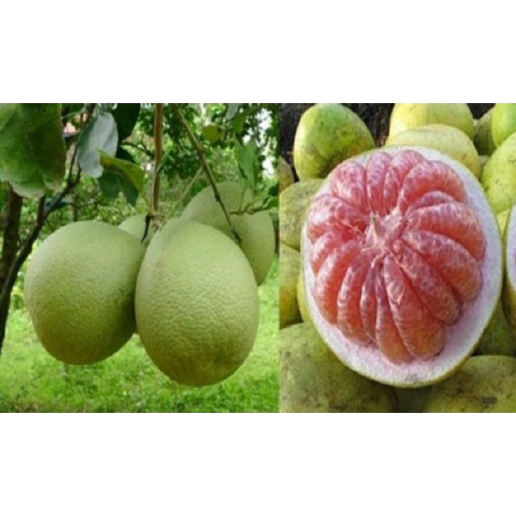 jeruk pamelo khas pati berat 1kg lebih