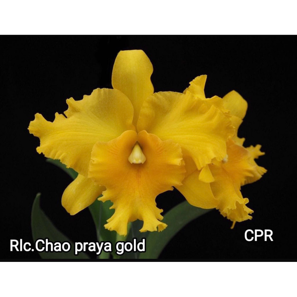 Anggrek Cattleya Siap bunga