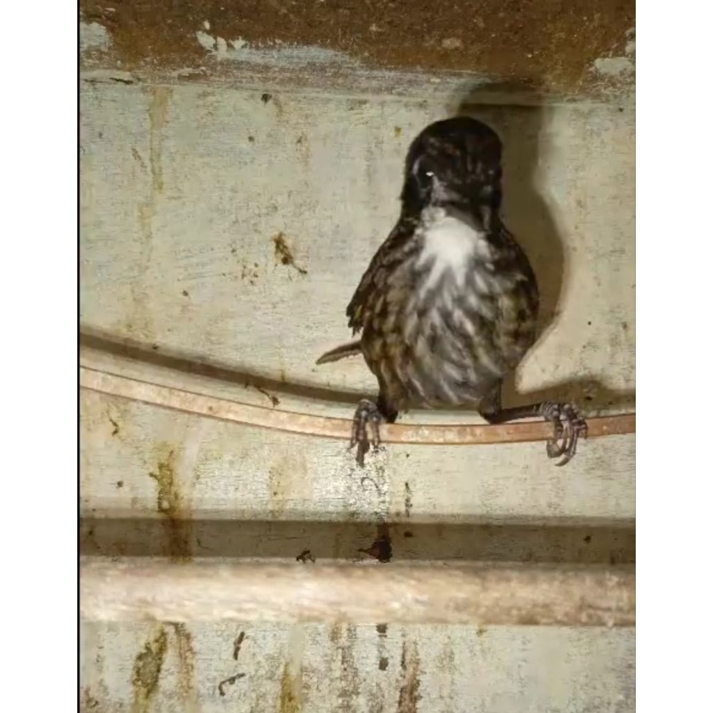 Burung P rowo/Rowo Rowo Jantan mulus istimewa