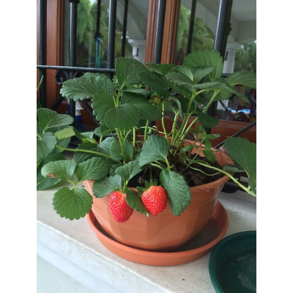 Bibit Tanaman buah strawberry - Bibit pohon strawberry
