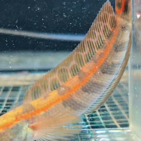 Red Maru Barito/Pbun/Sbk/Lempuyang/Sampit/Super Red MAru