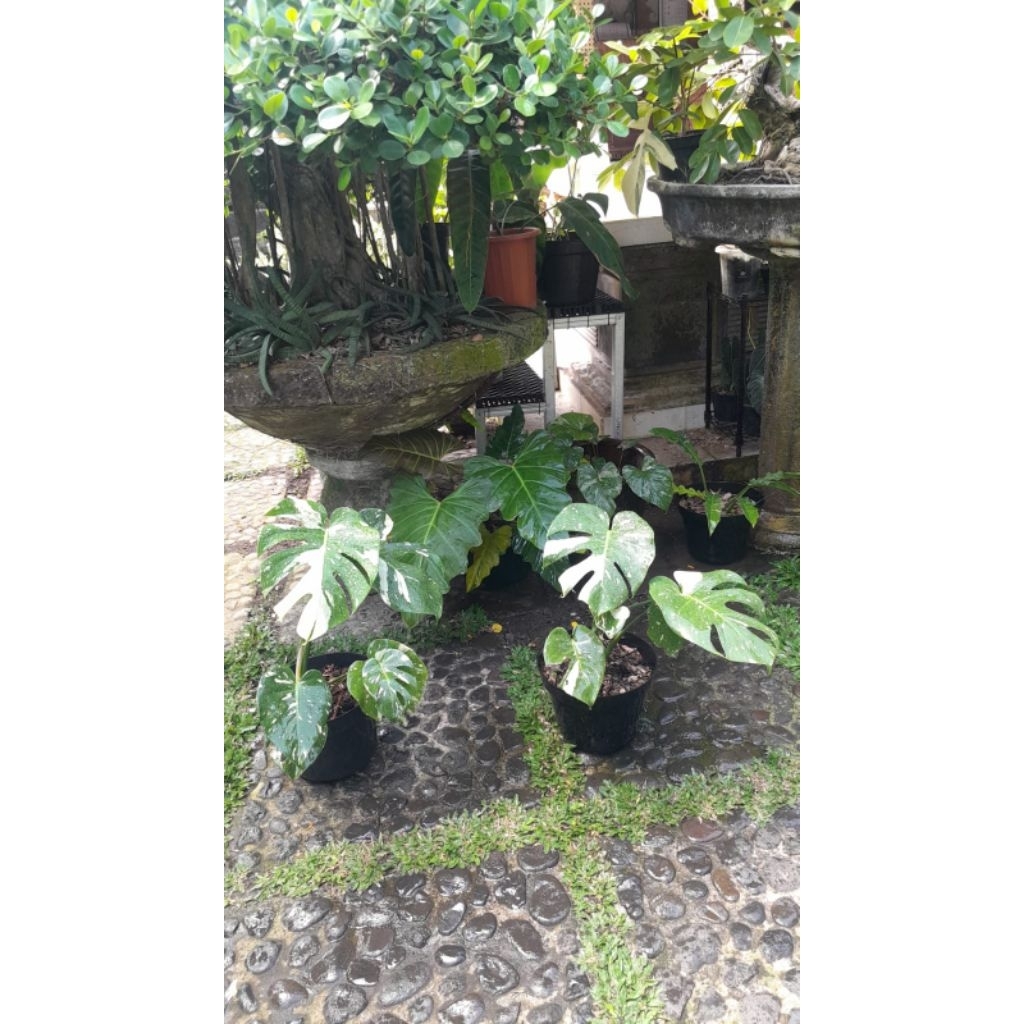 Monstera Thai Constellation