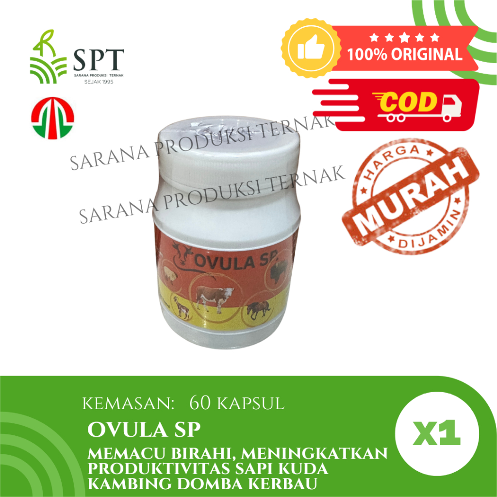 TAMASINDO OVULA SAPI 60 KAPSUL MENINGKATKAN SAPI BETINA UNTUK PRODUKTIVITAS