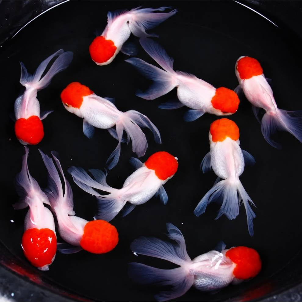 Ikan MasKoki Oranda RedCup jossjiss lincah terkarantina