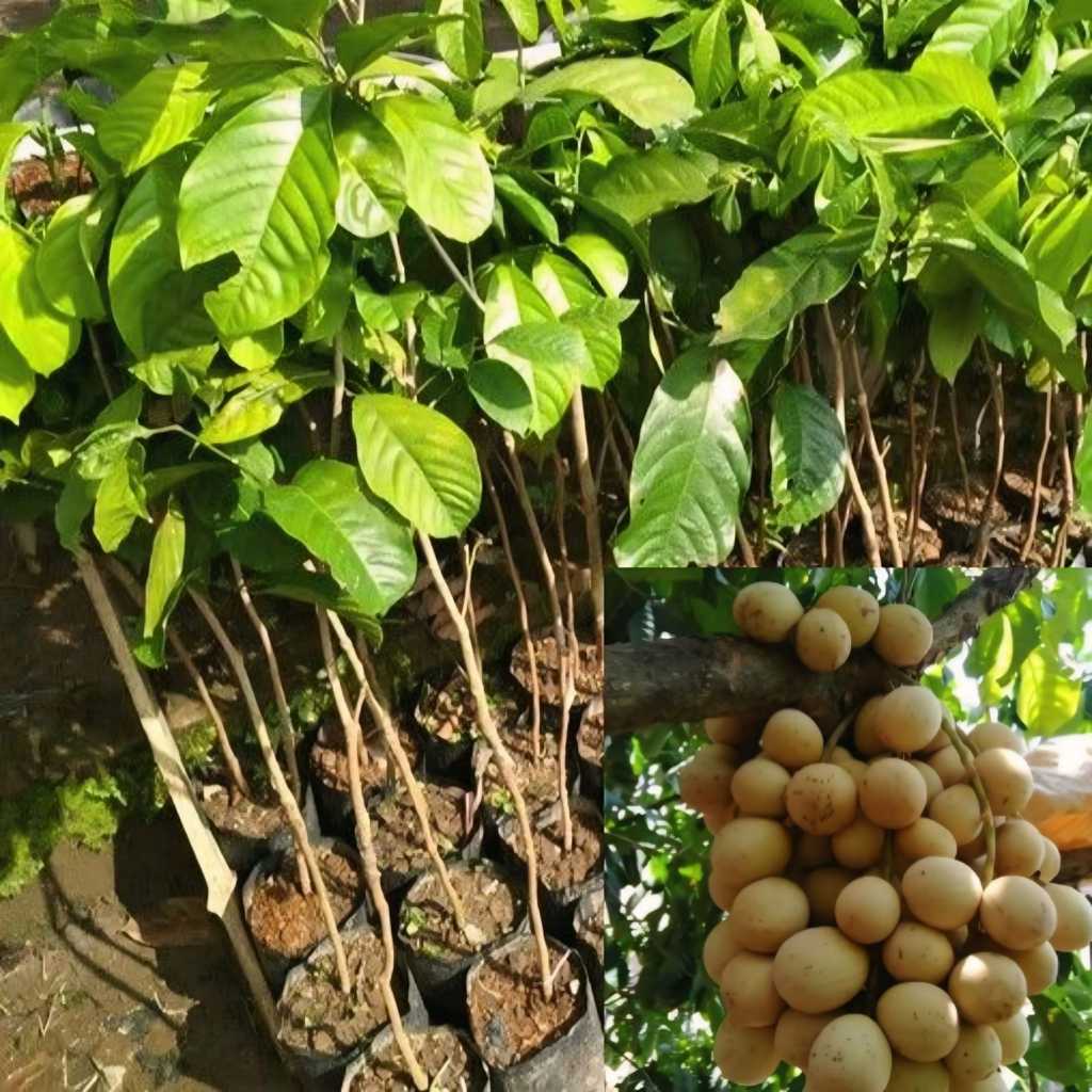 Fresshh Paling Laris Bibit Tanaman Buah Duku palembang/ komering Tanpa Biji