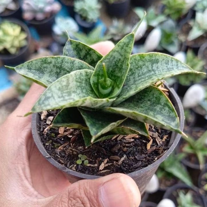 sansevieria hybrid sindoro