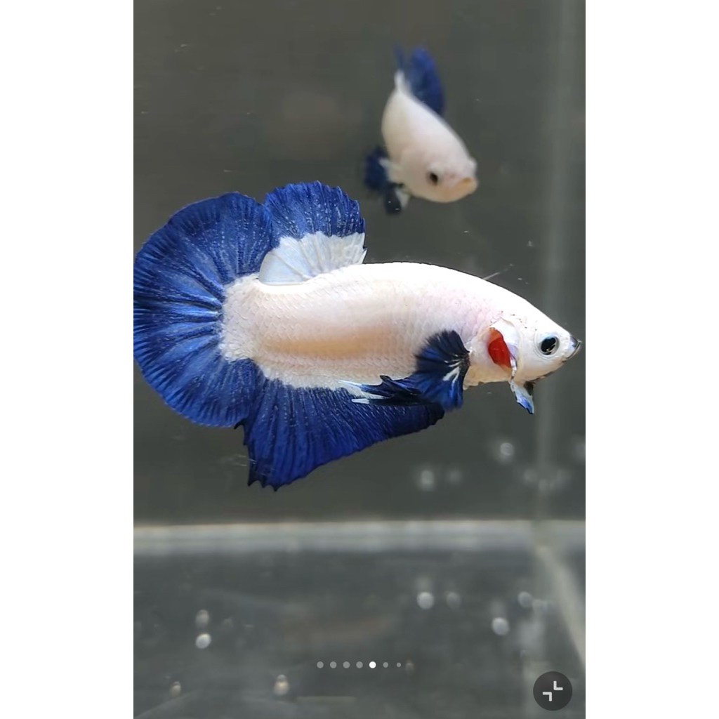 HIASAN ikan Plakat Blue Rim Butterfly Double Tail - Elegan, Warna Menawan, Kualitas Unggul