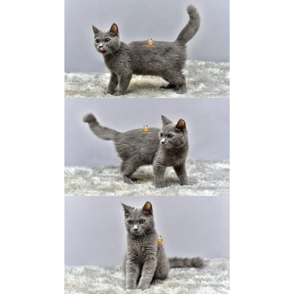 Ferguso – Kucing British Short Hair 4 Bulan Jantan