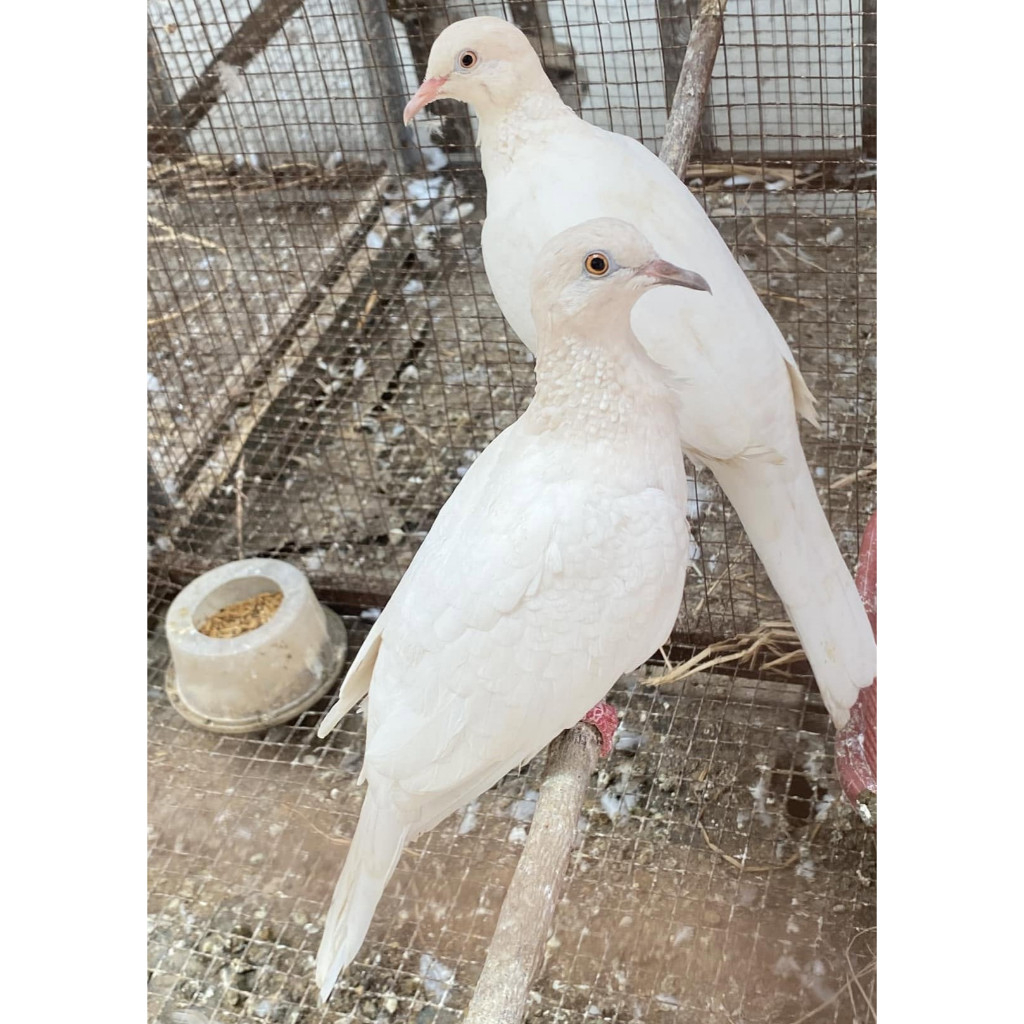 Burung Tekukur Putih Dilute Pilihan Sehat Mulus Sepasang