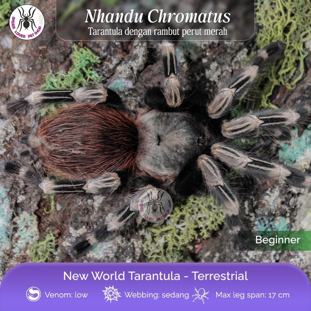 NHANDU CHROMATUS / VITALIUS CHROMATUS / BRAZILIAN RED AND WHITE TARANTULA - JUVENILLE