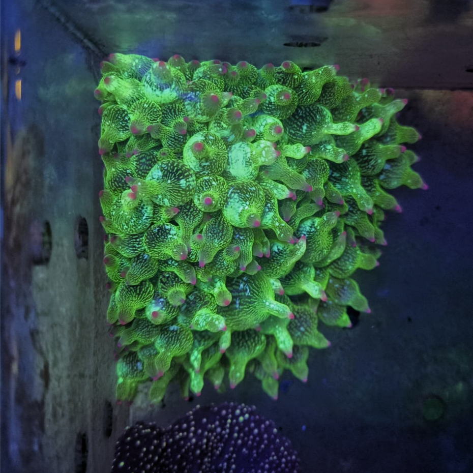 Anemon Jagung Hijau Snowflake Tip Merah/Ungu (size M)