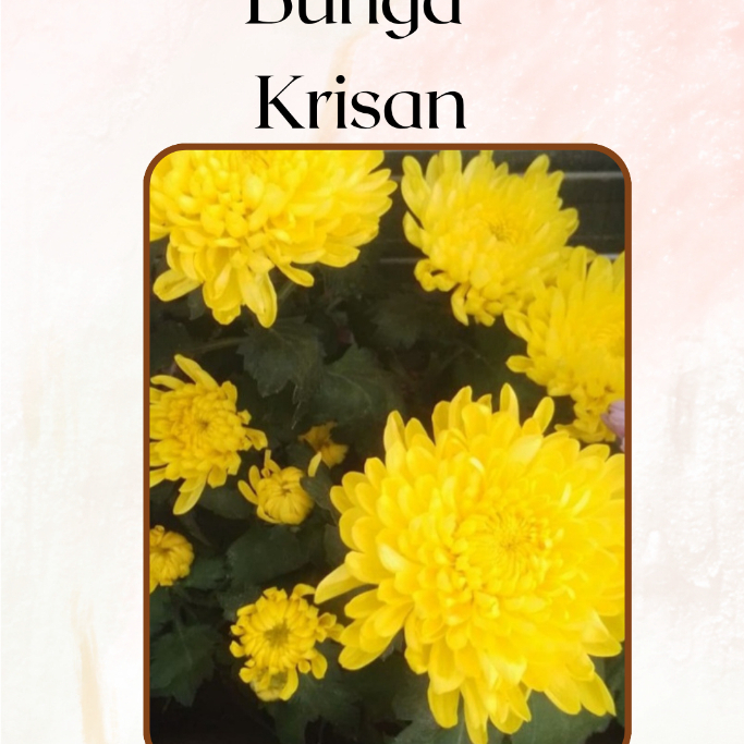Bunga Potong Krisan